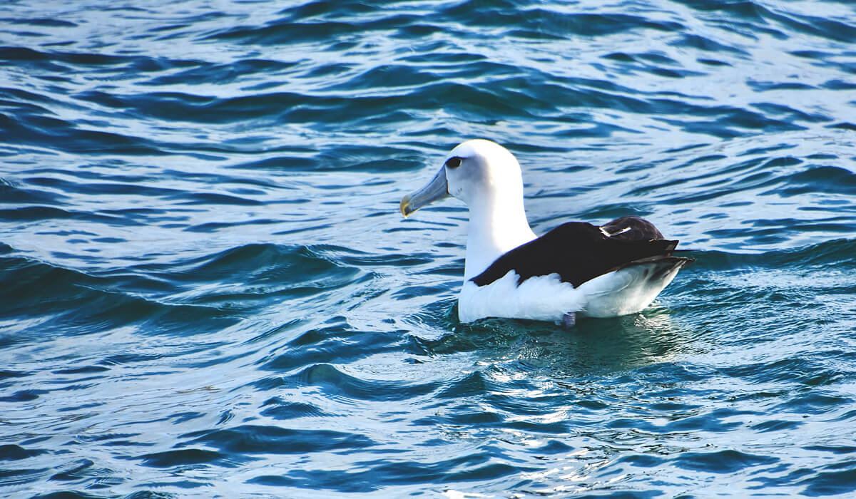 Northern Royal Albatross