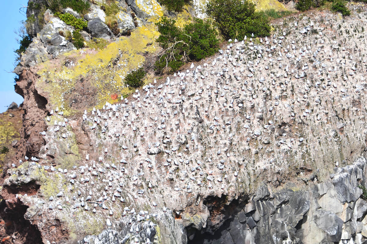 Red-Billed Gull Colony