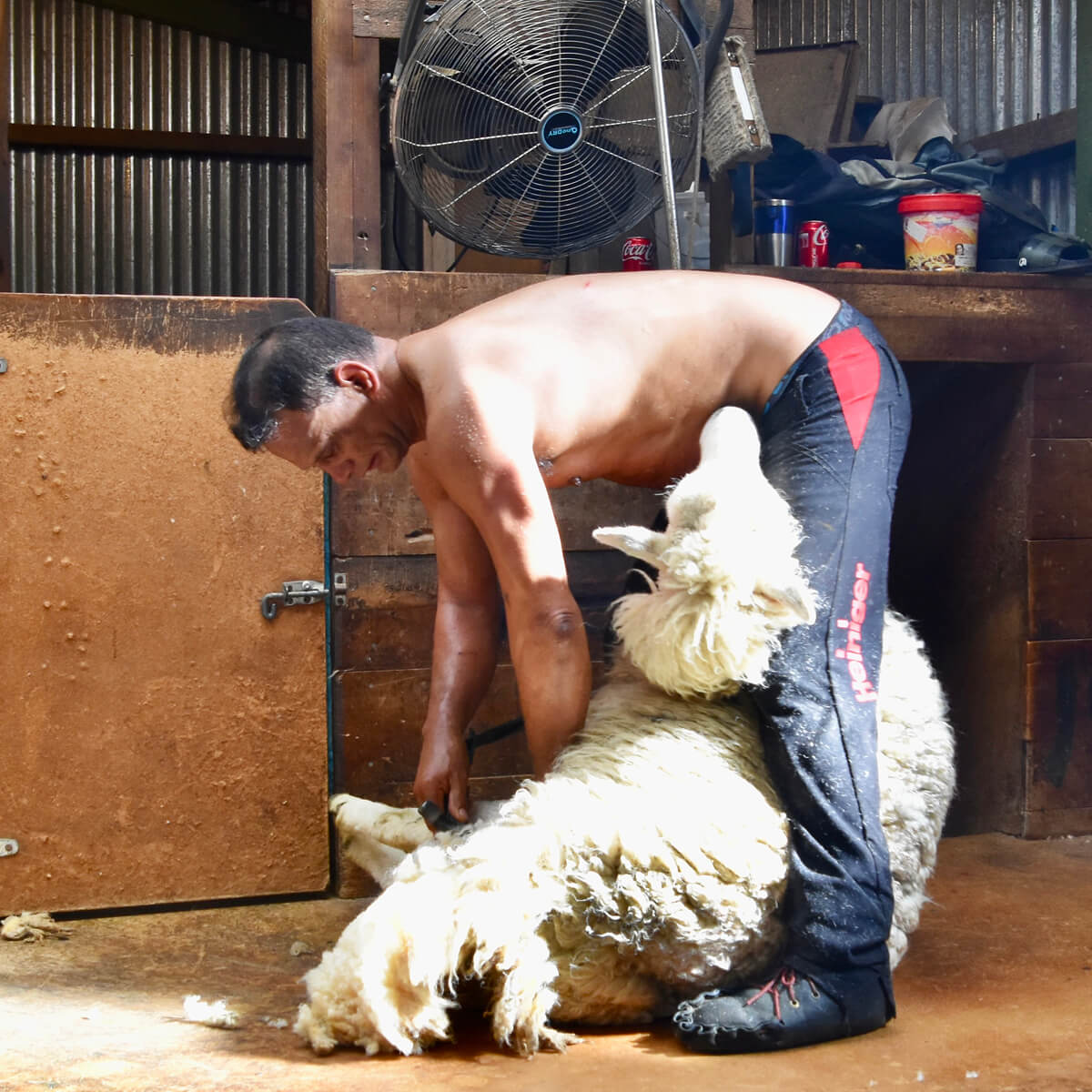 Sheep Shearing 2