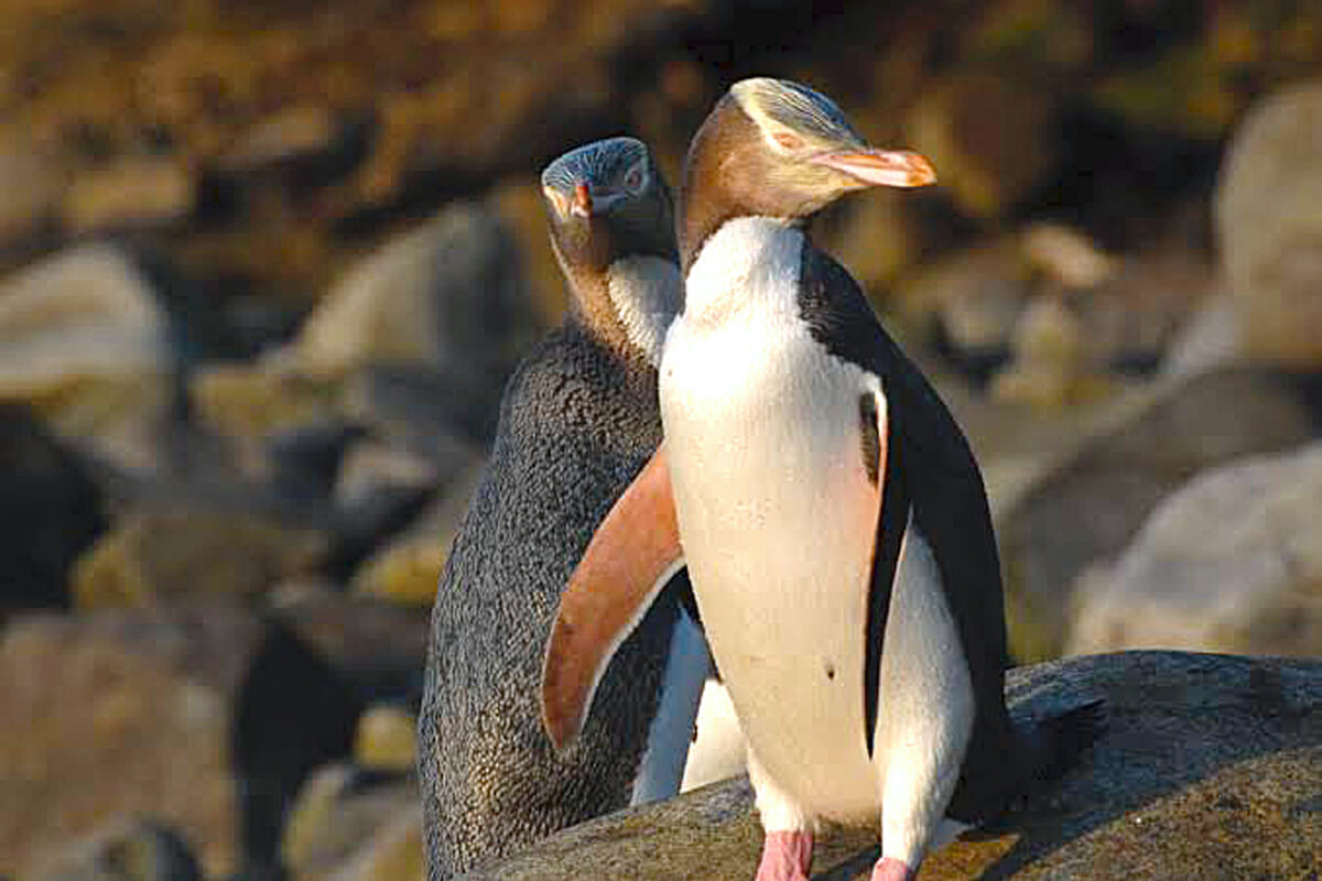Yellow-Eyed Penguin