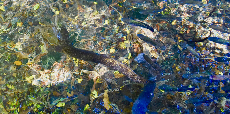 Giant Marbled Eel on the Hunt