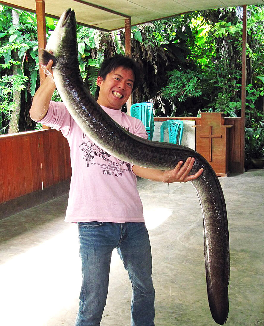 Giant Mottled Eel