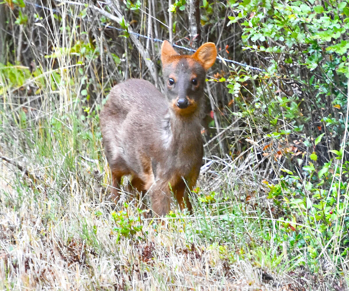 Pudu