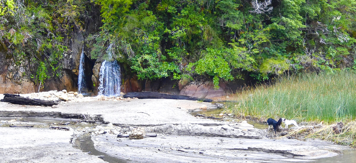Waterfall & Dogs