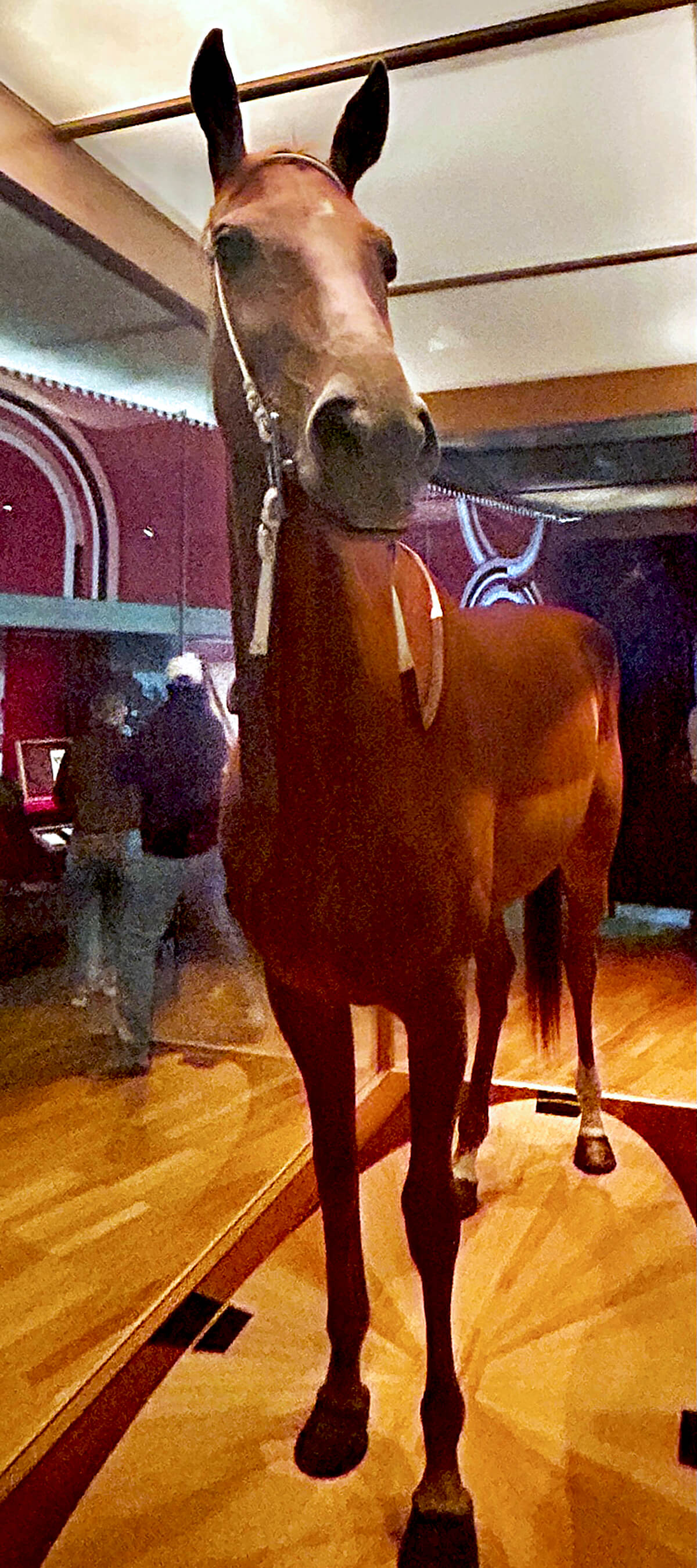 Phar Lap