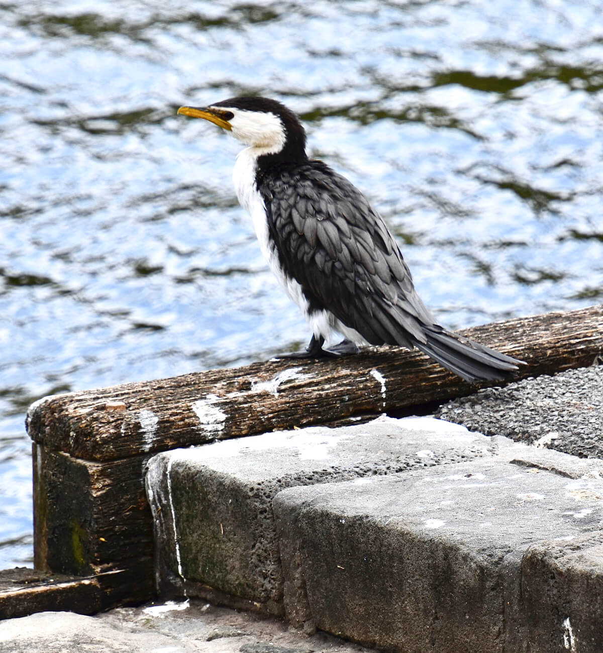 Pied Shag