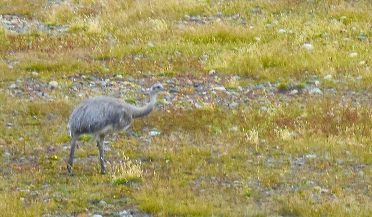Darwin's Rhea