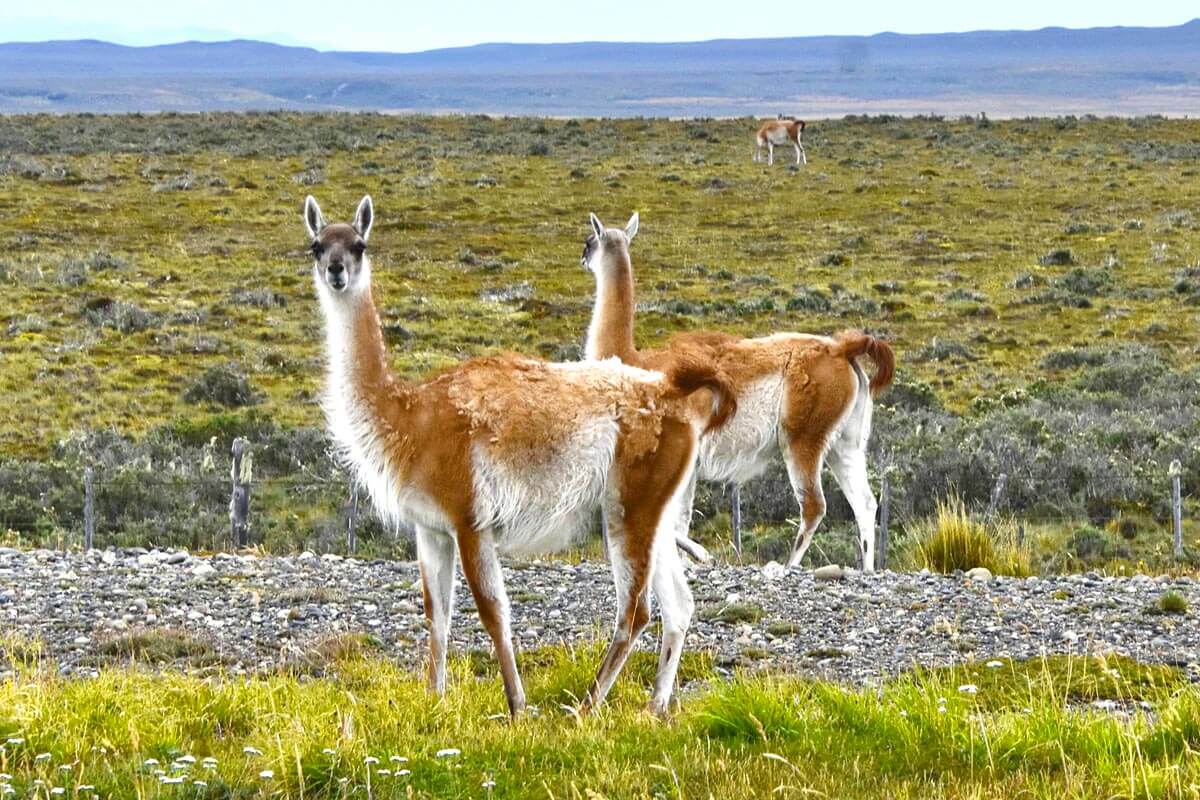 Guanacos