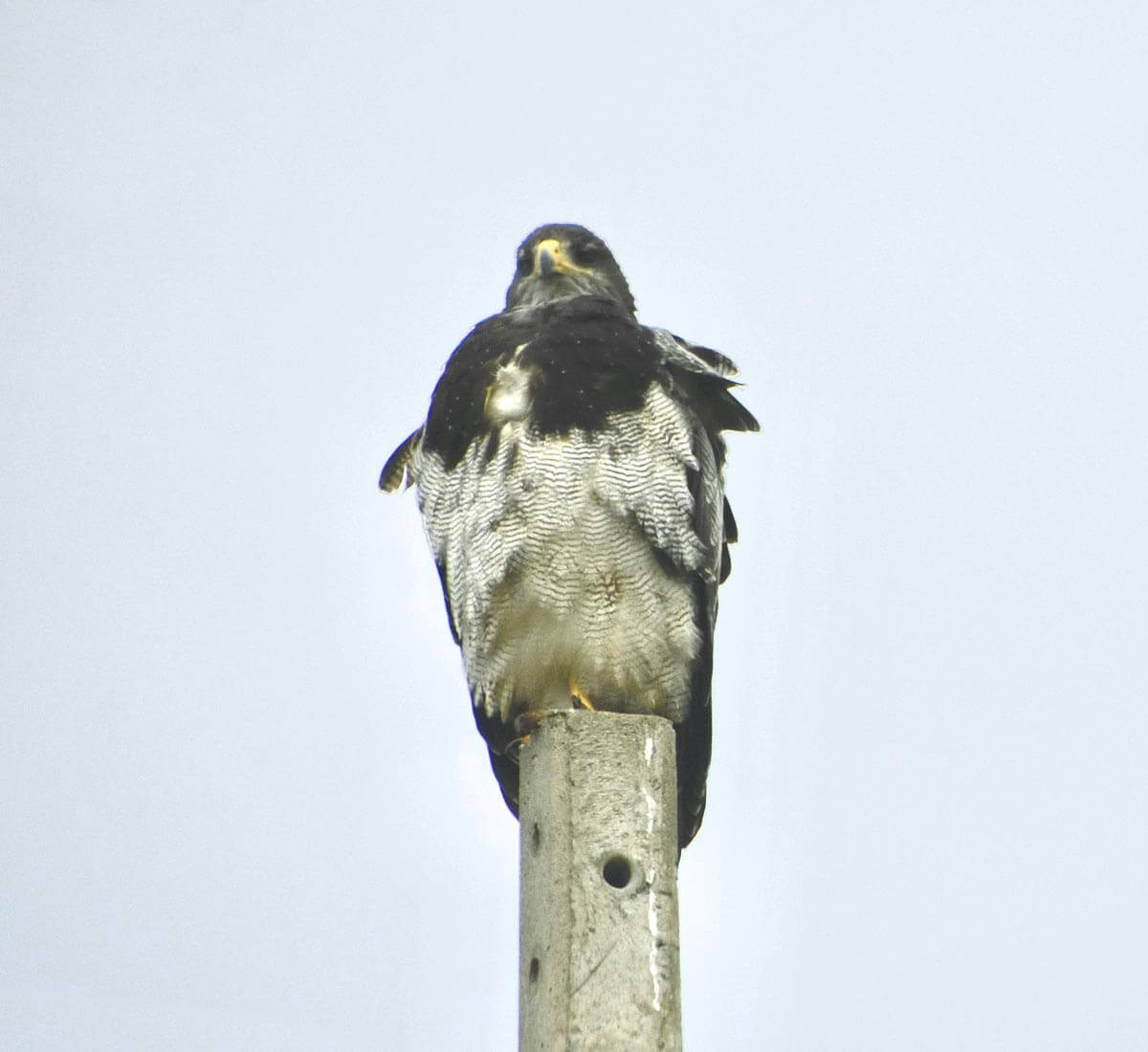 Immature Black-chested Buzzard Eagle