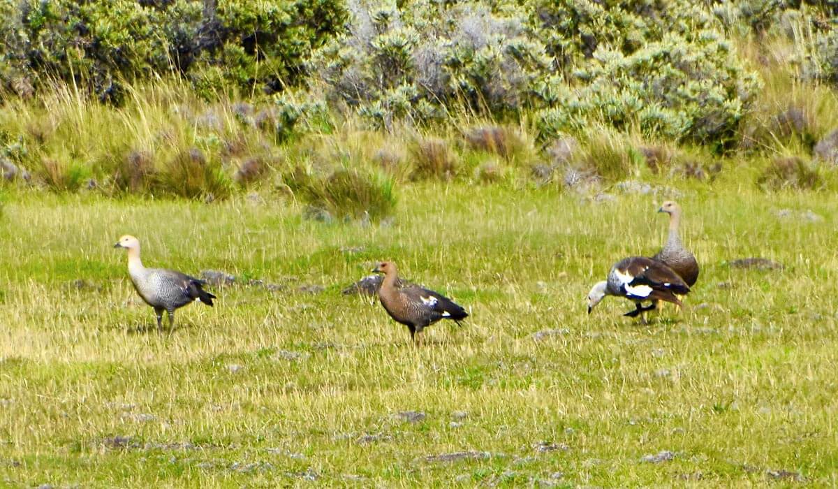 Upland Geese