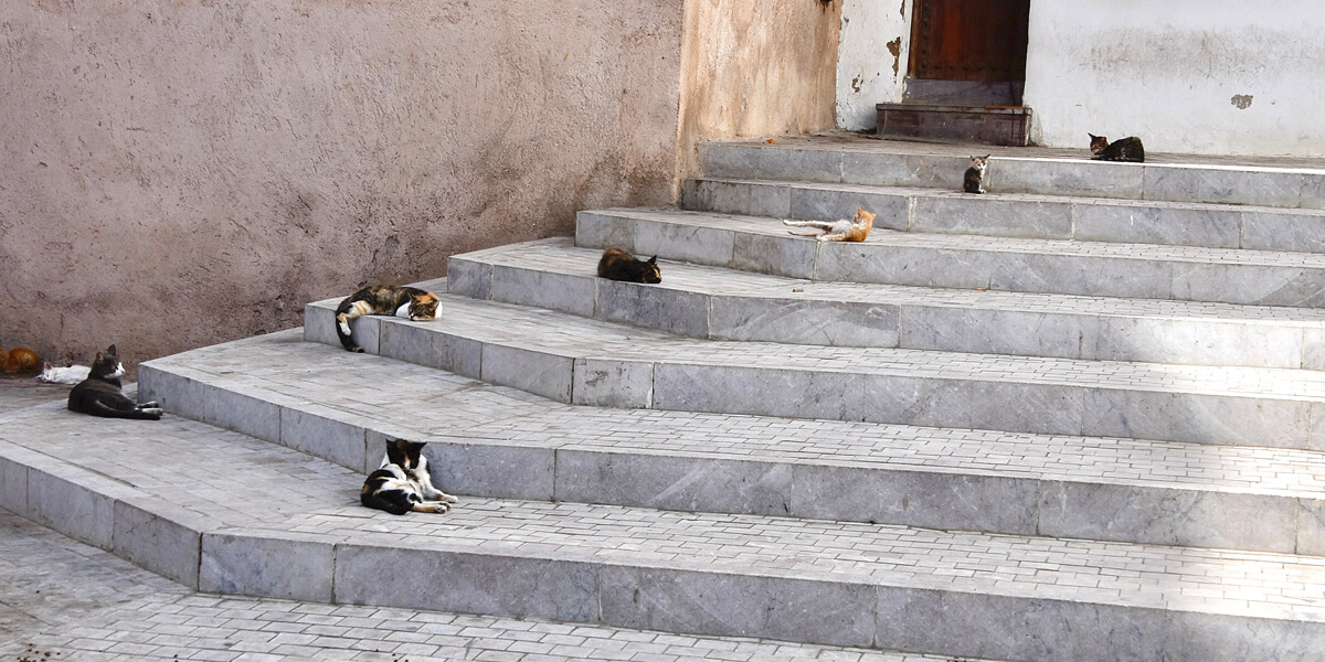 Cats of the Kasbah