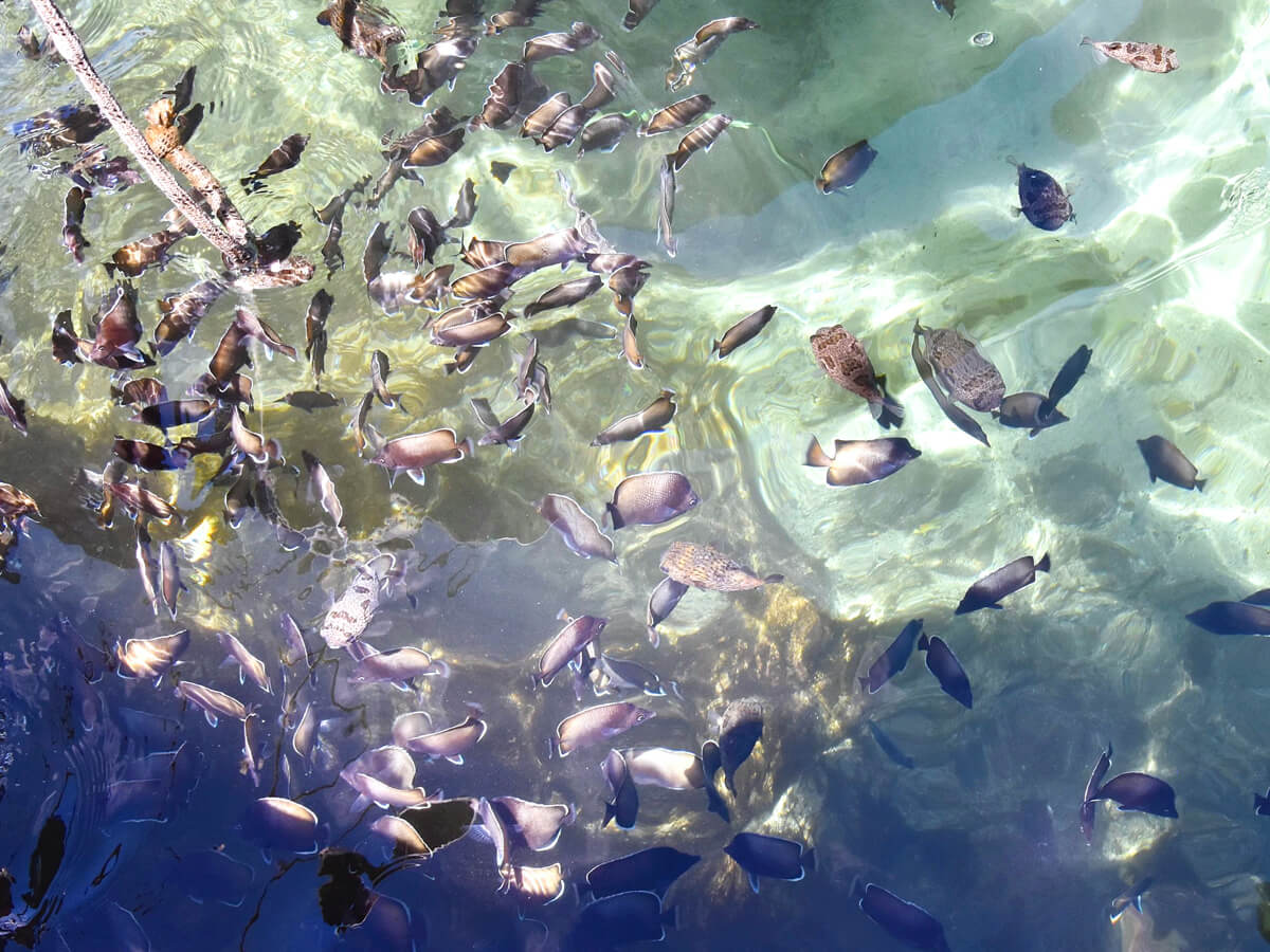 Fish Along the Pier