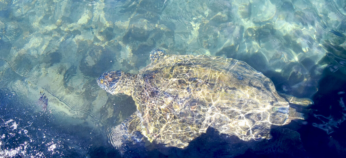 Green Sea Turtle