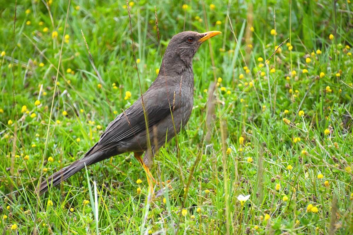 Chiguano Thrush