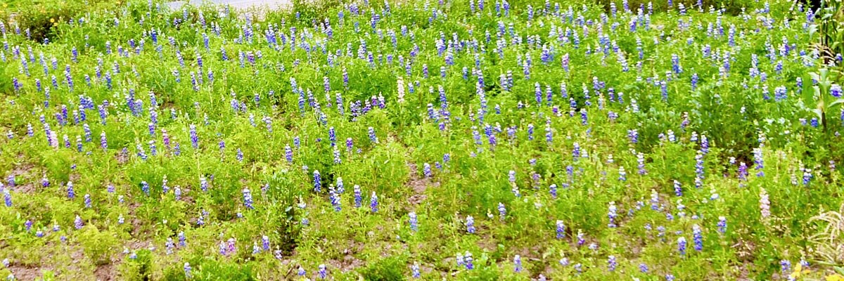 Cultivated Lupins