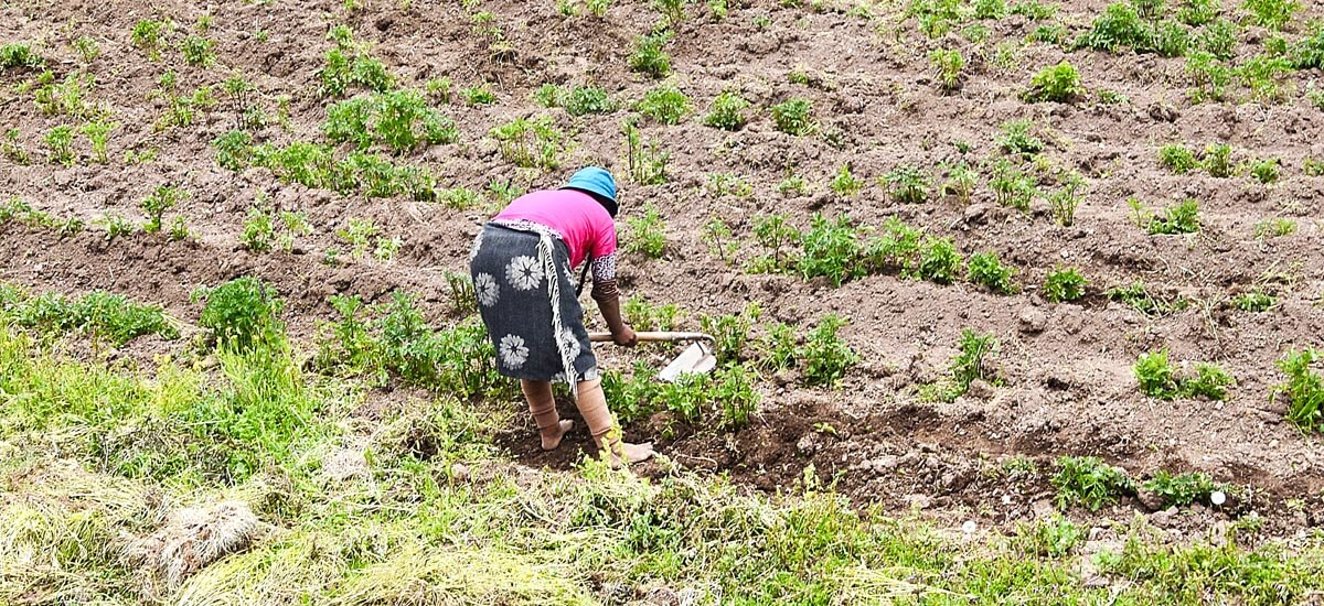 Hoeing Her Field