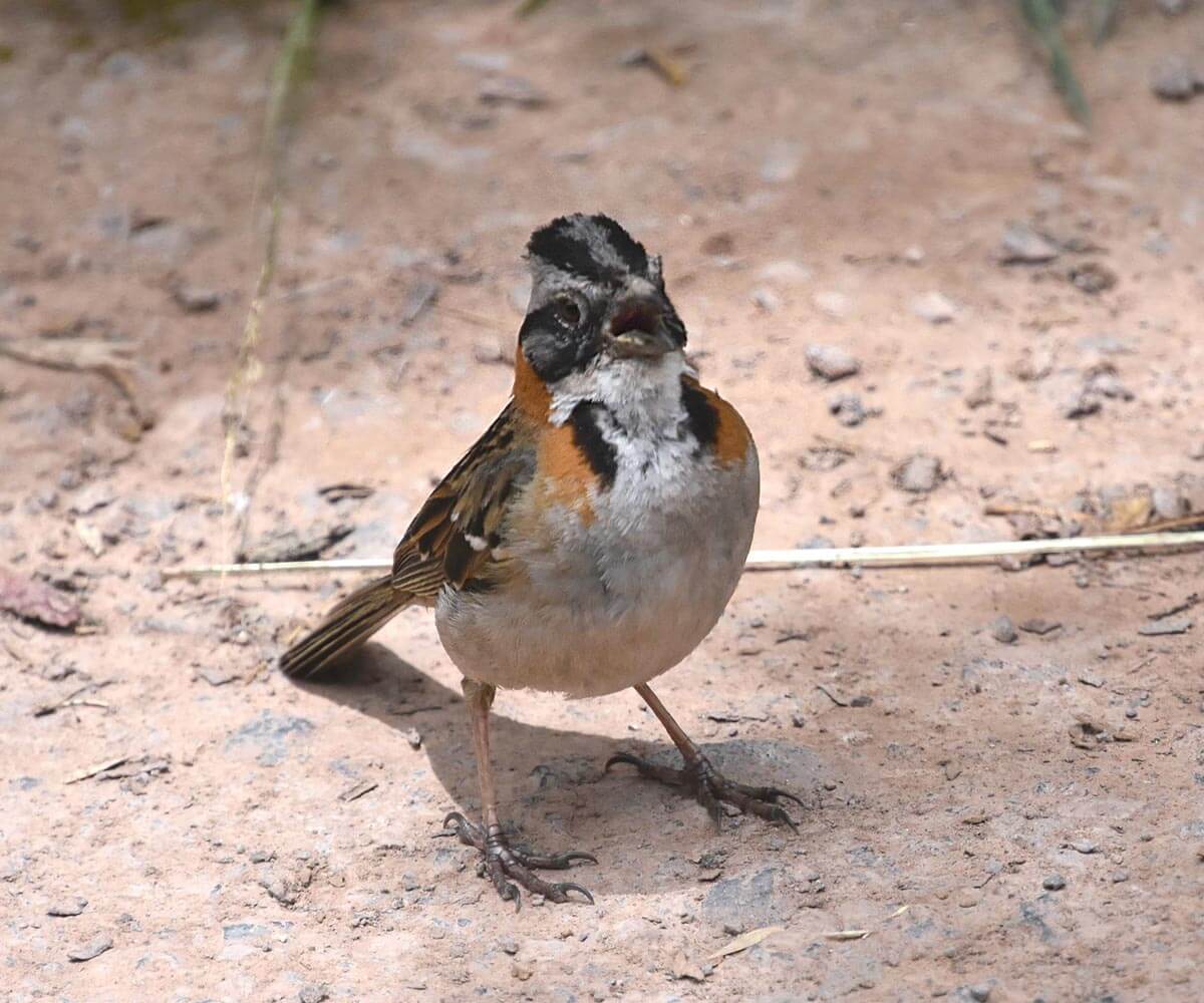 Rufous Collared Sparrow