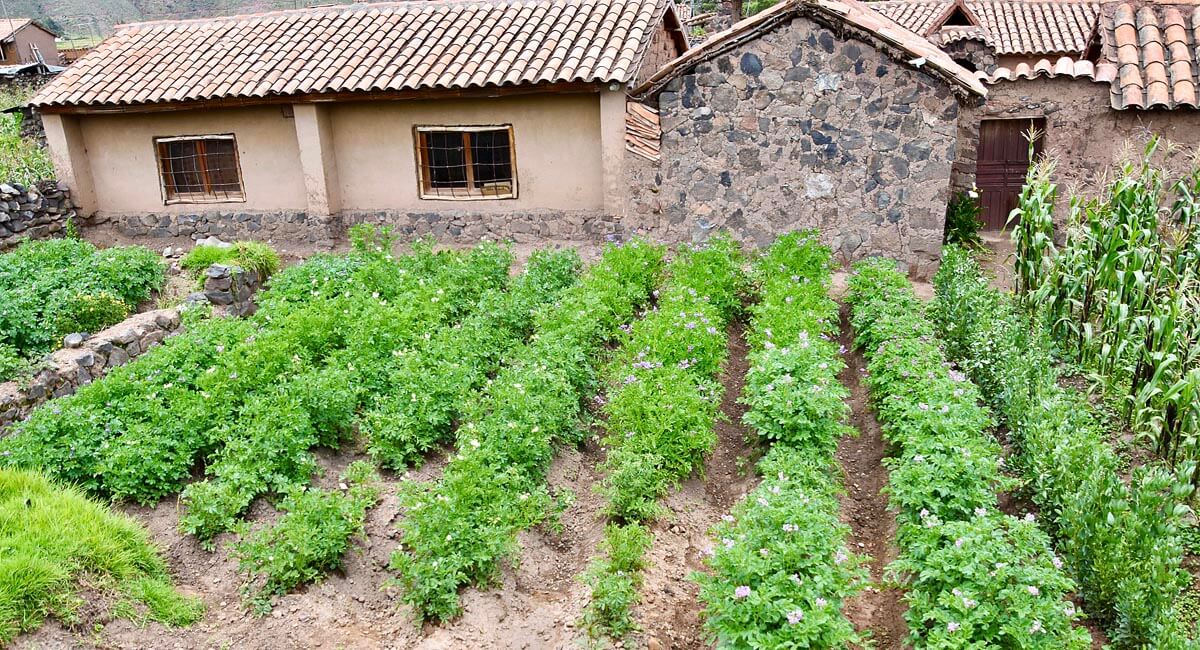 Potatoes and Corn