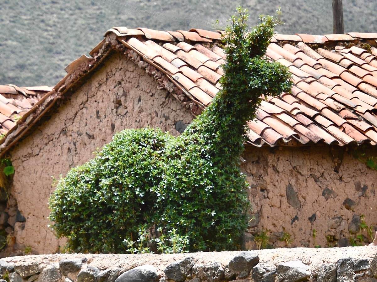 Topiary Llama