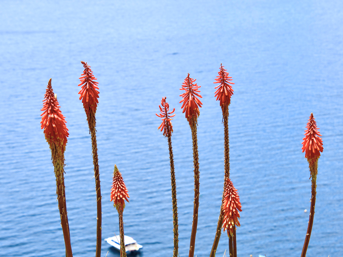 Bright Red-Orange Flower
