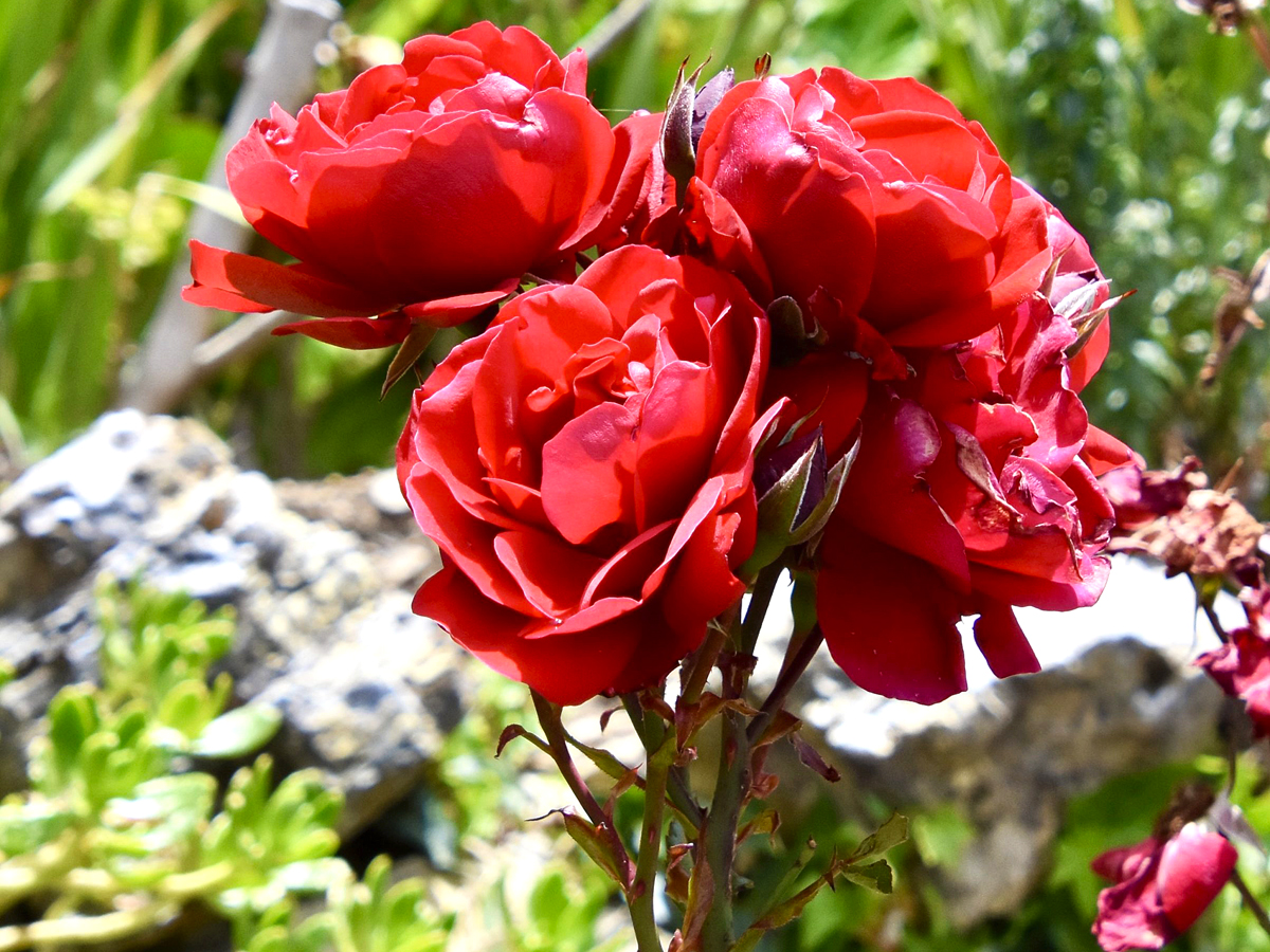 Red Rose