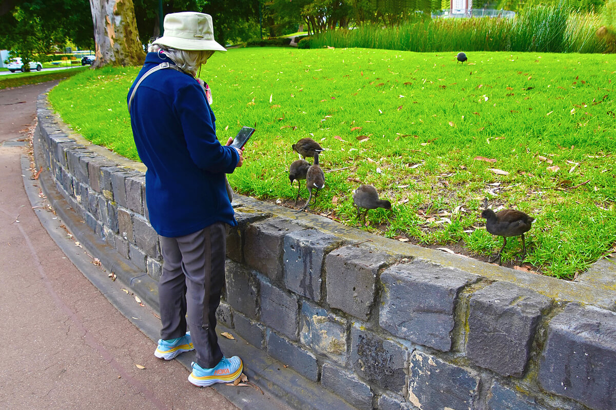Alison with Five Dusky Moorhen Chicks