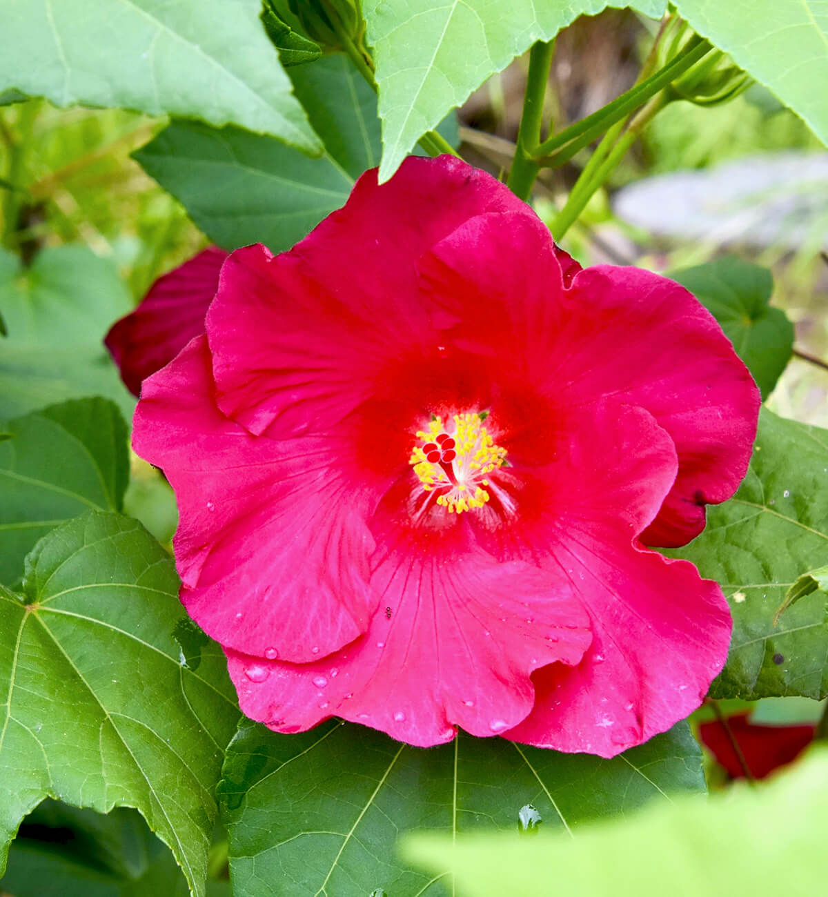 Confederate Rose