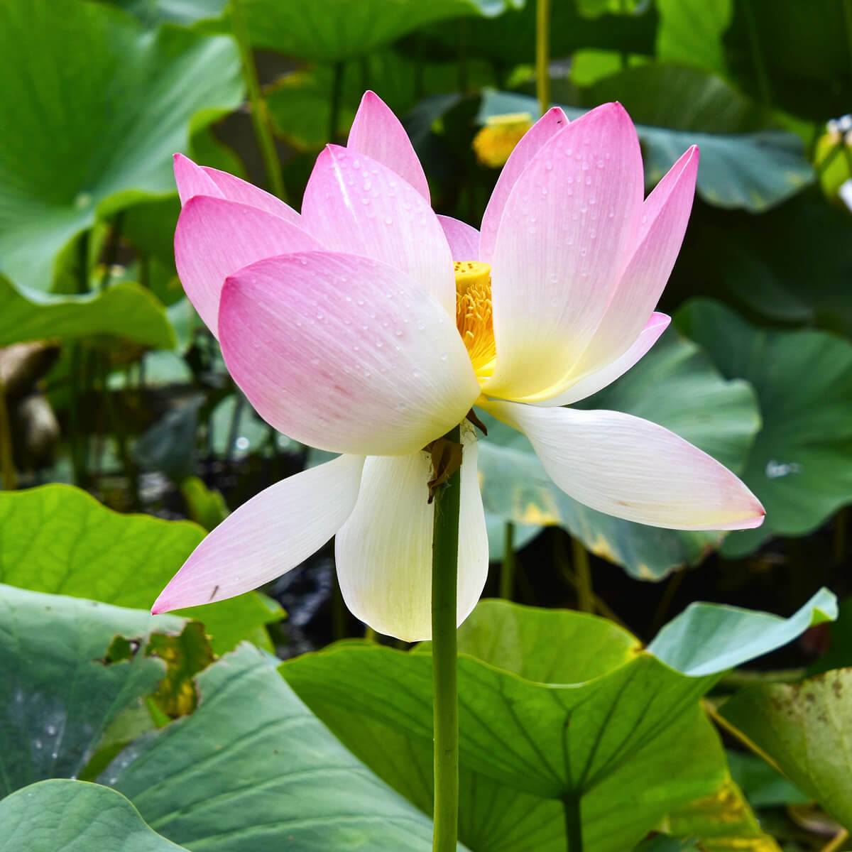 Giant Lotus Flower