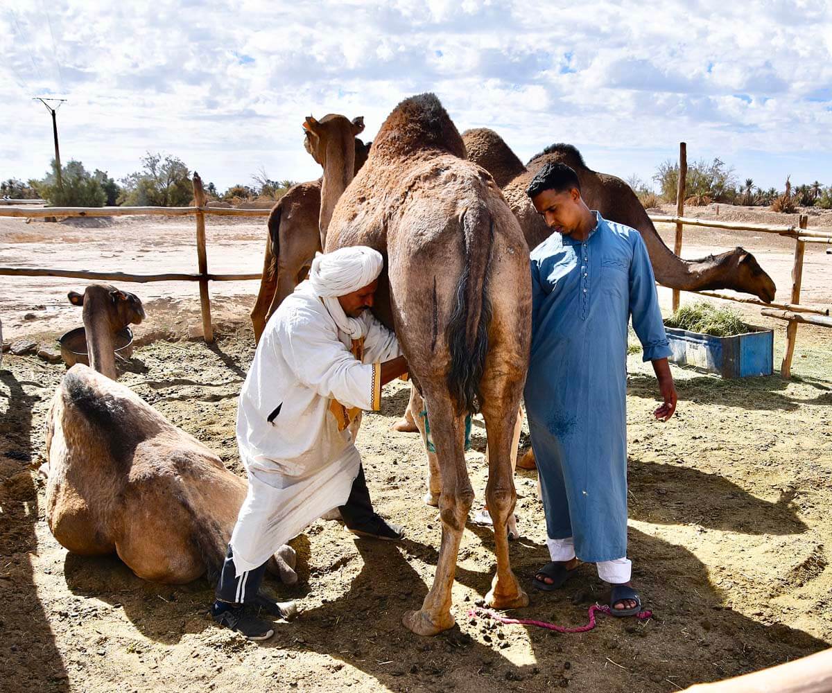 Camel Milking