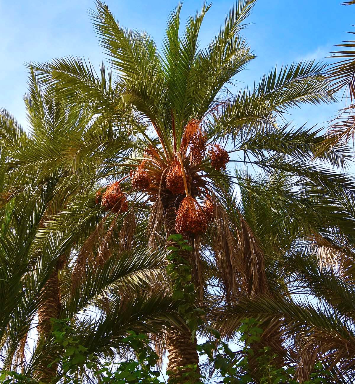 Date Palm Ripe with Fruit