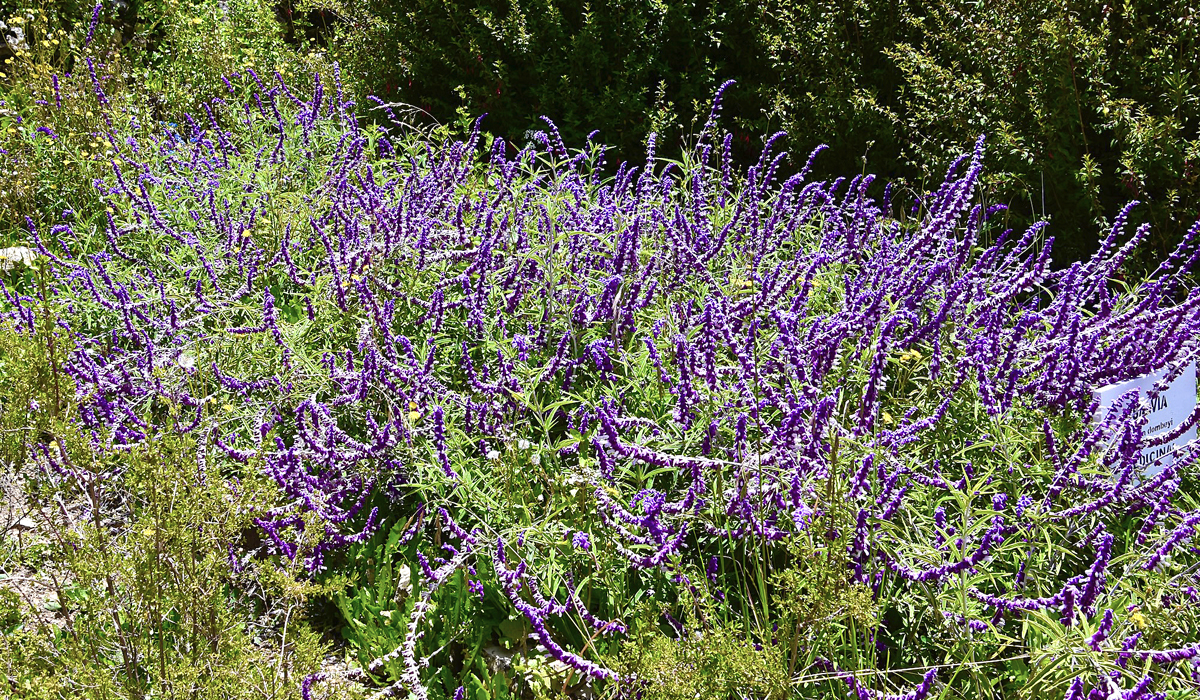 Salvia