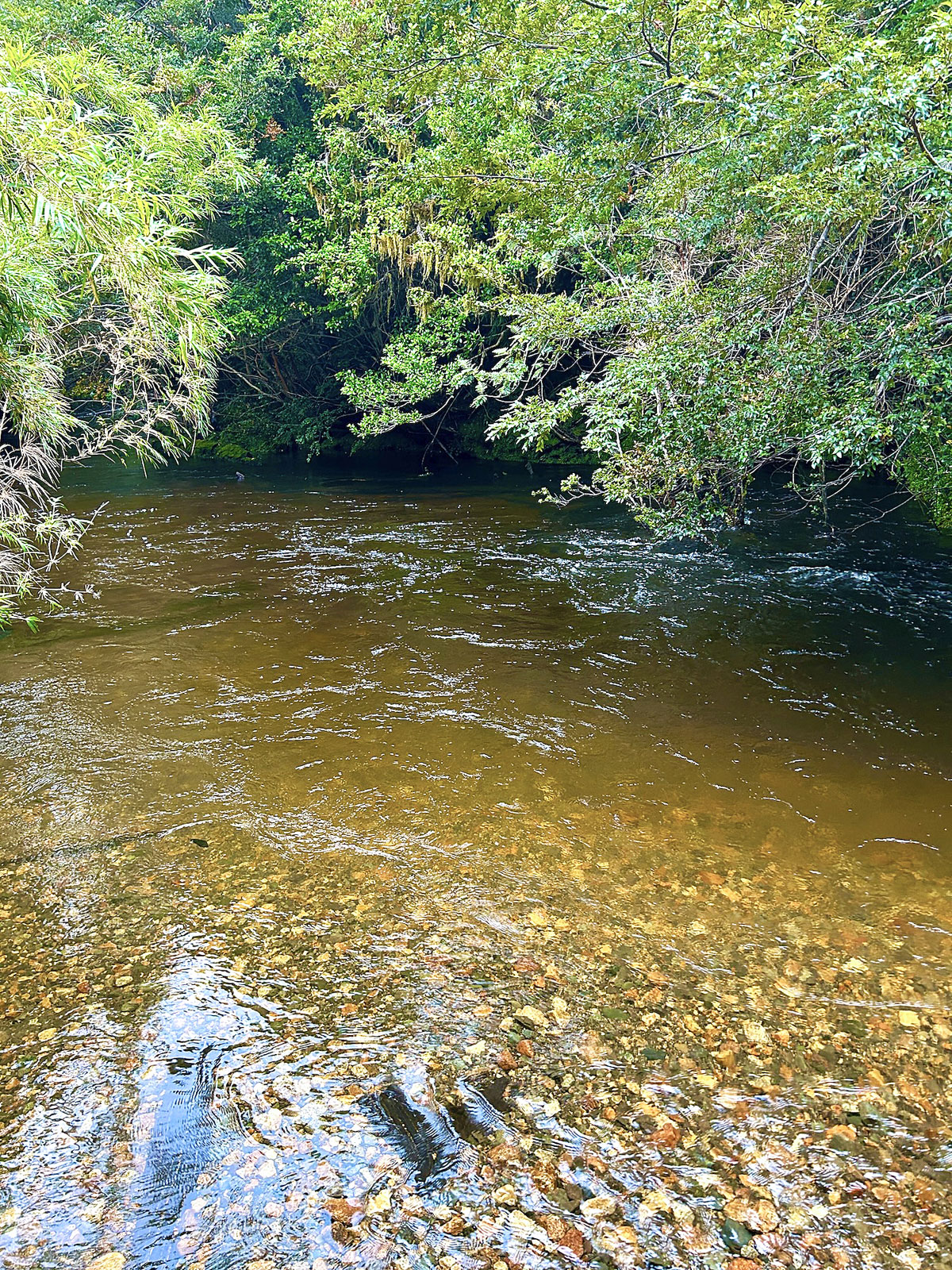 Aiken Park Trout Stream