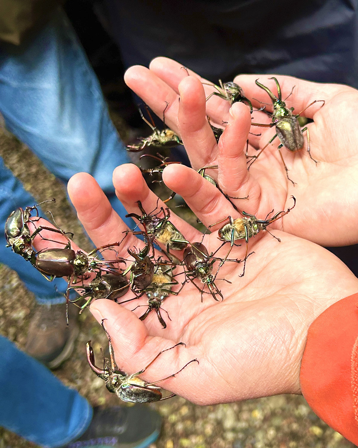 Male Cantaria Beetles