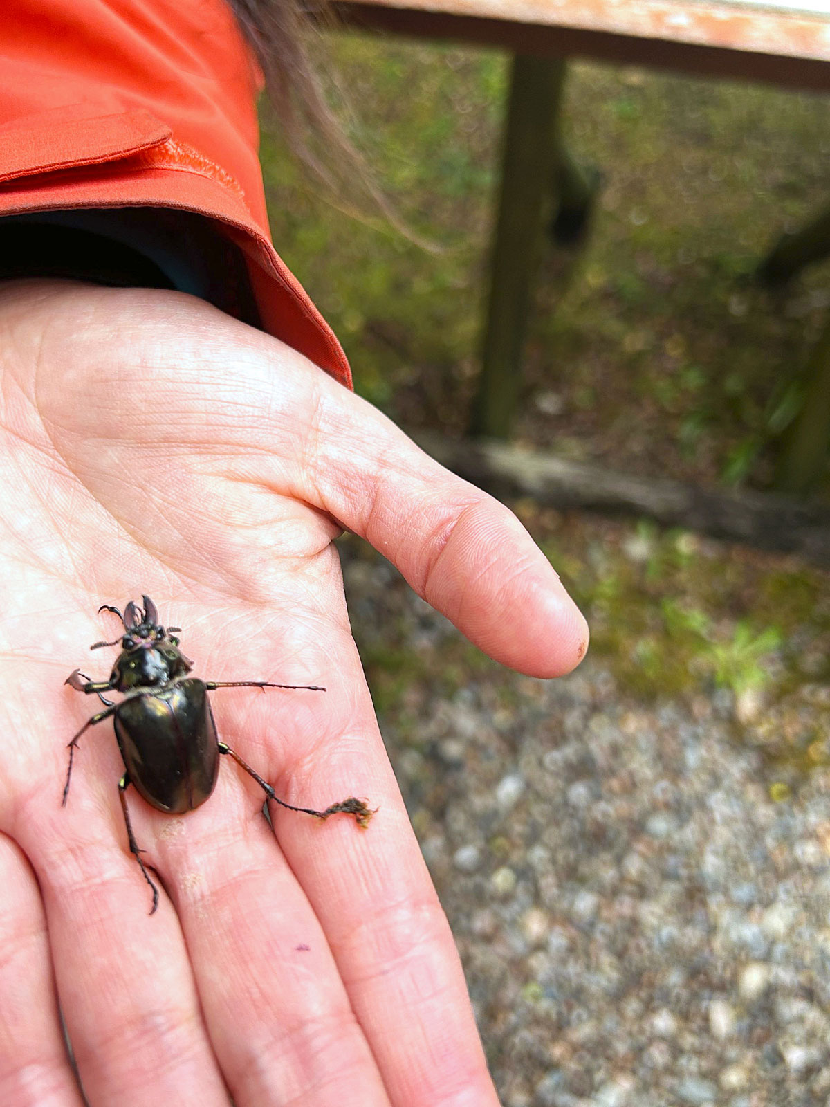 Female Cantaria Beetle