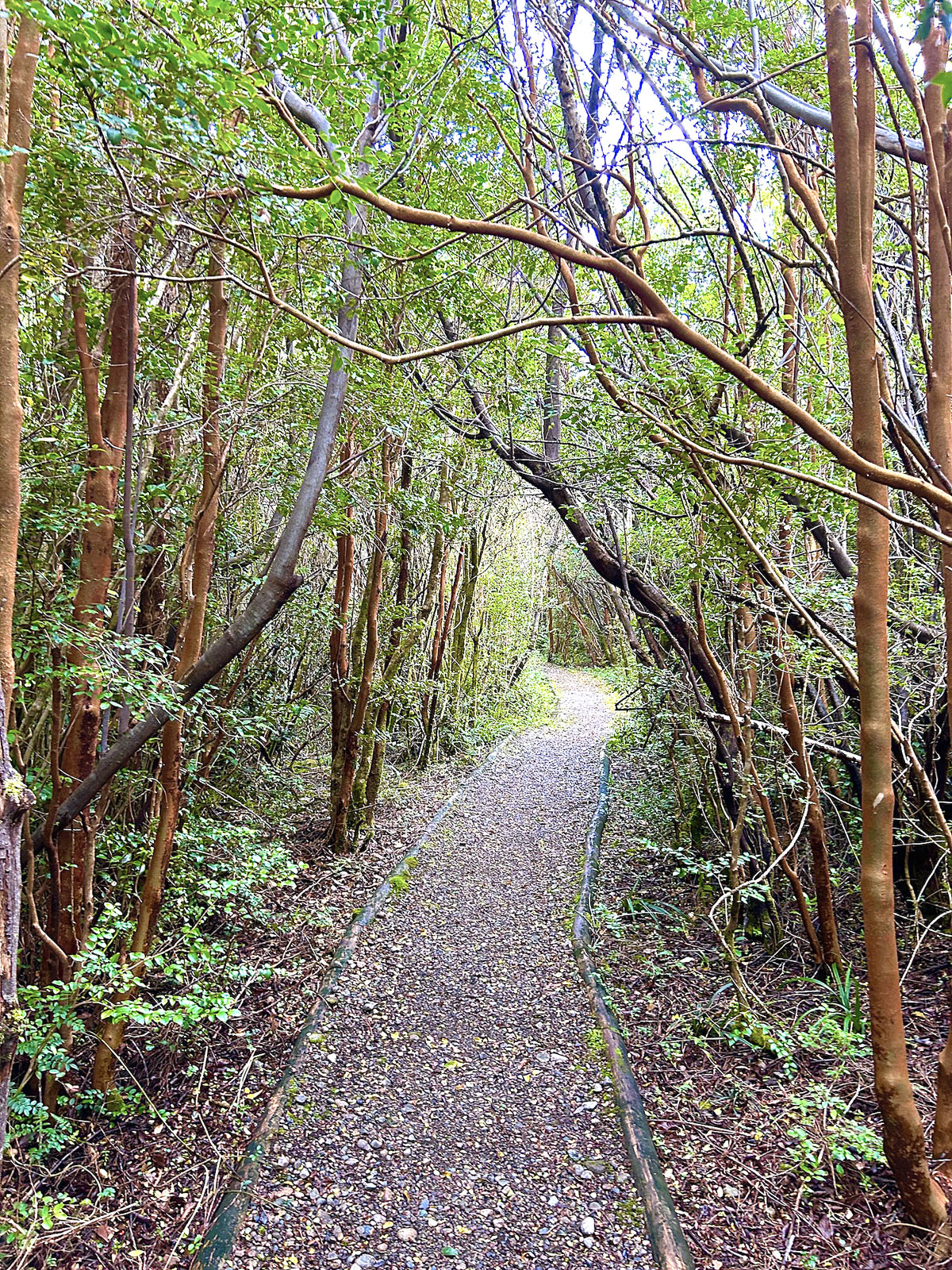 Path to the Waterfall