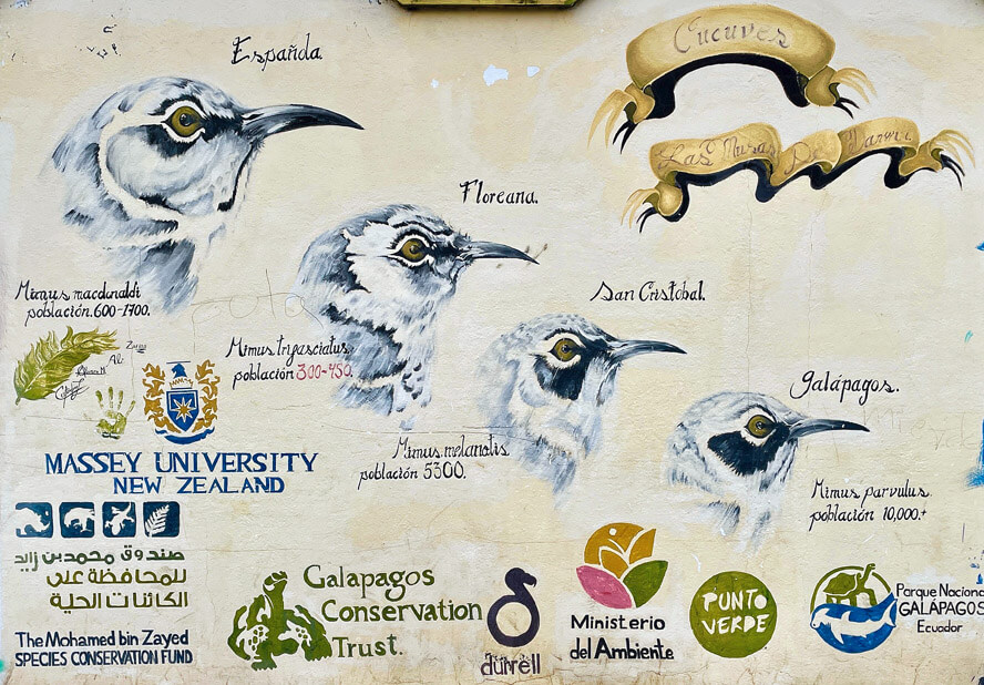 Galapagos Mockingbird Mural