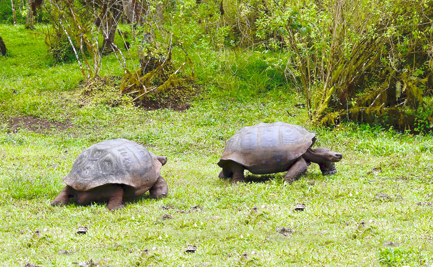 End of a Tortoise Fight