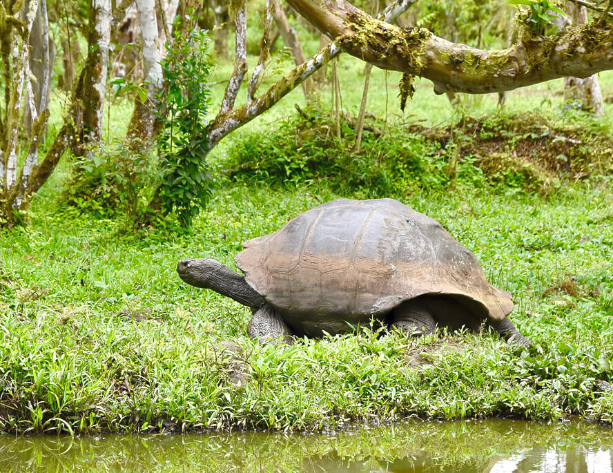 Giant Tortoise