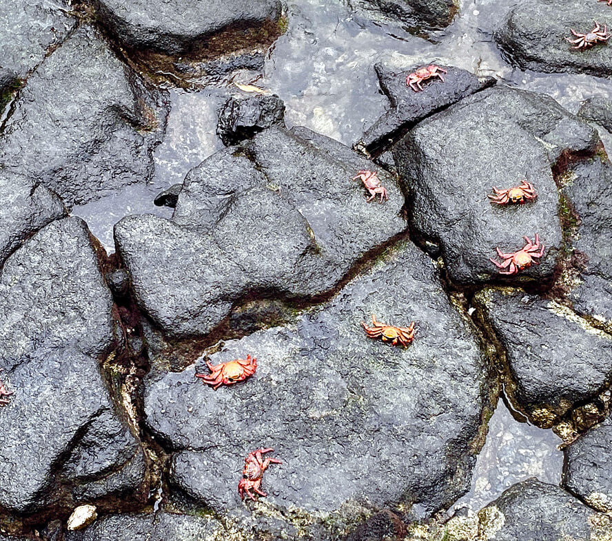Sally Lightfoot Crabs on the Waterfront