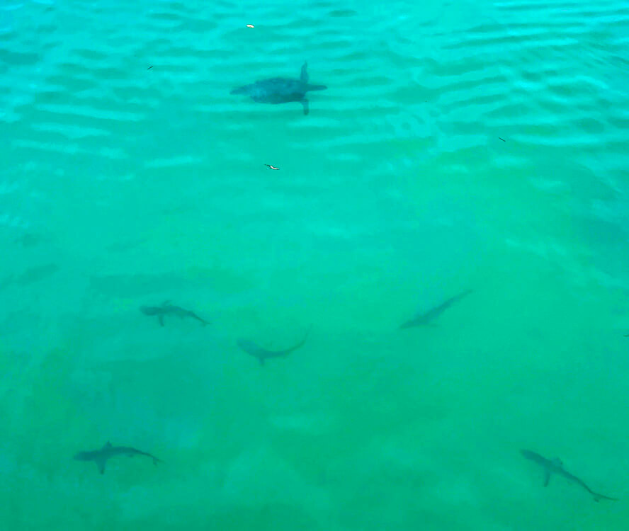 Sea Turtle and Black Tip Sharks Just Off the Wharf