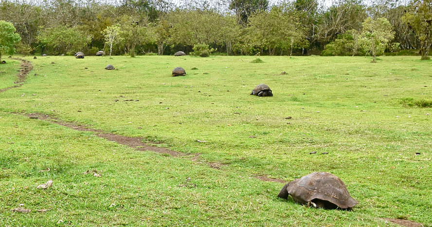 Tortoises Everywhere