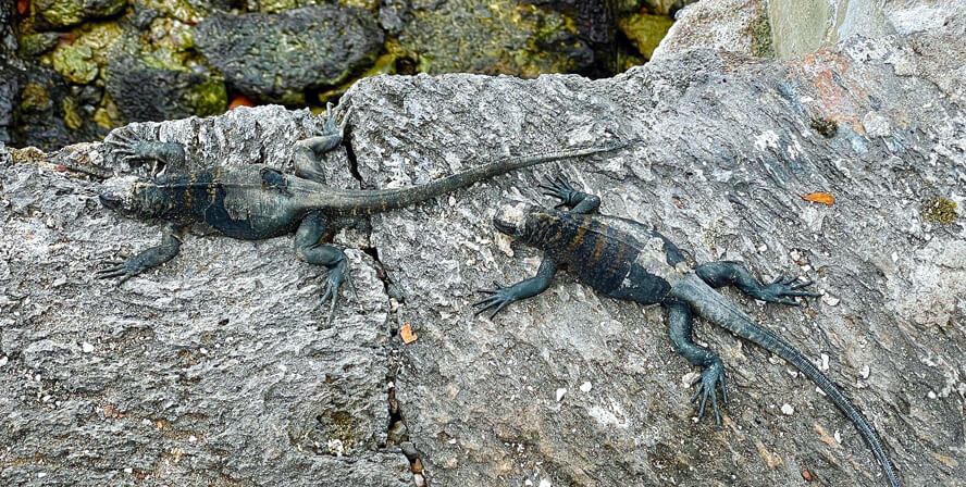 Young Iguanas on the Seawall