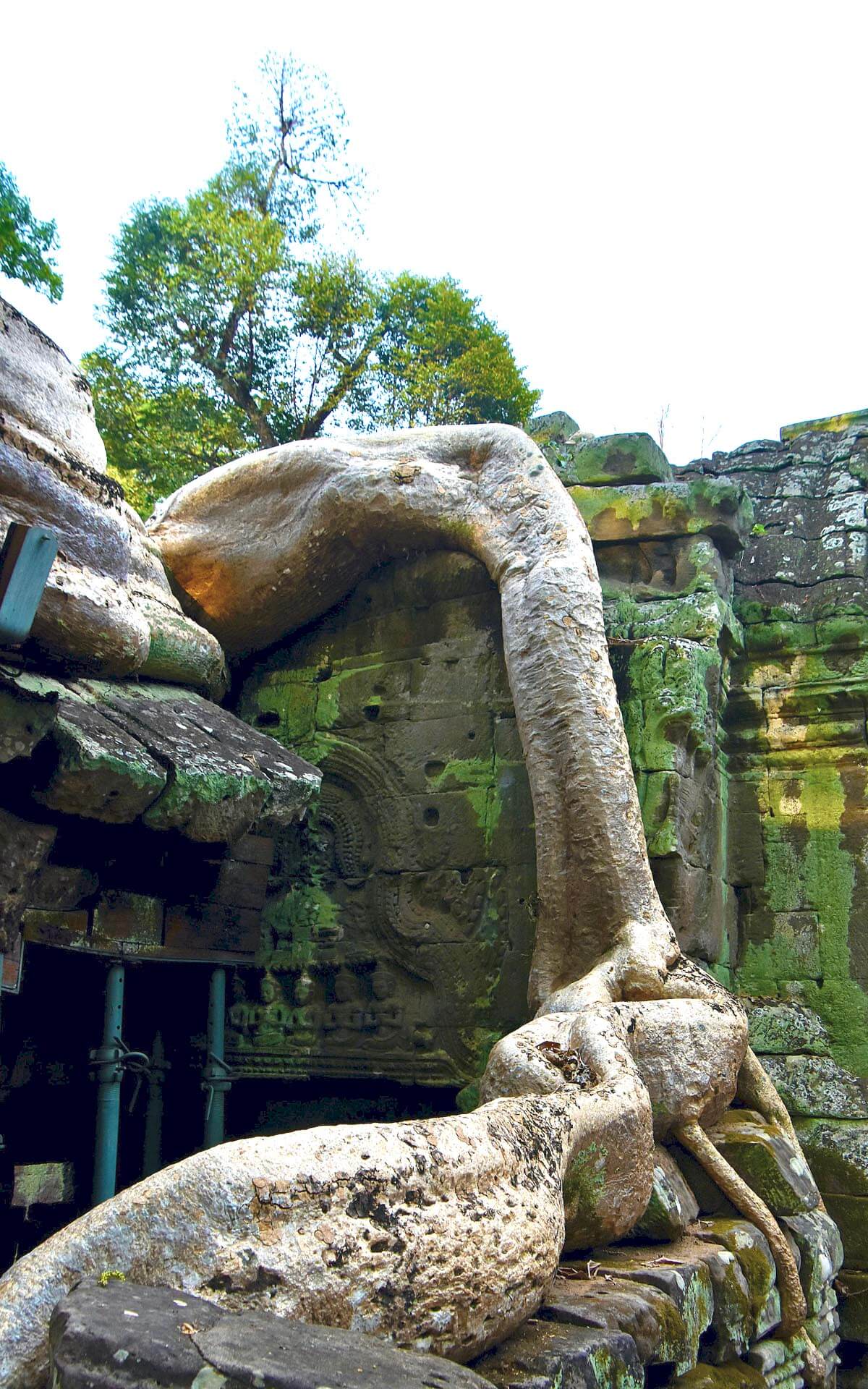 Snake Like Tree Trunk