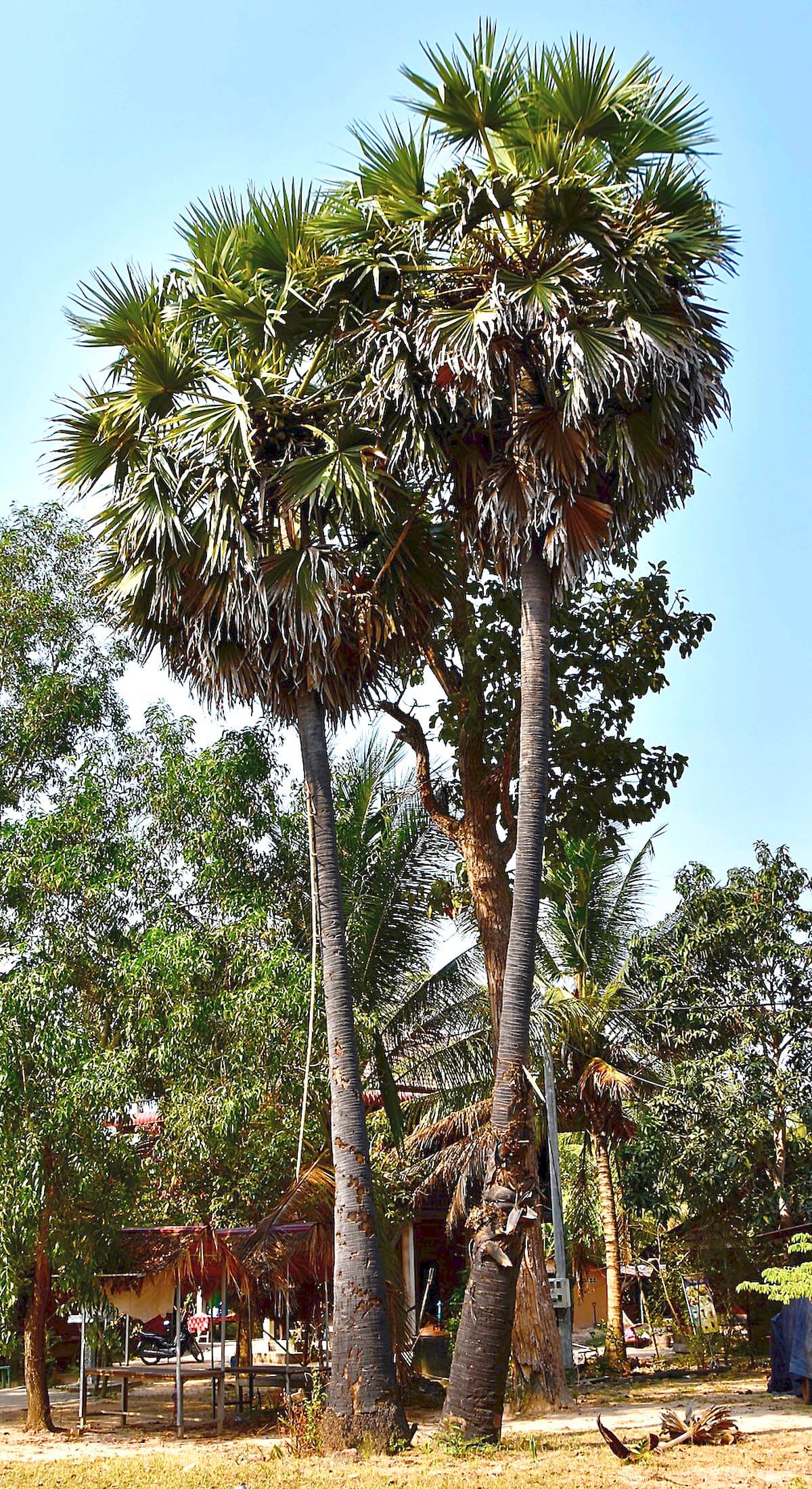 Sugar Palm Trees