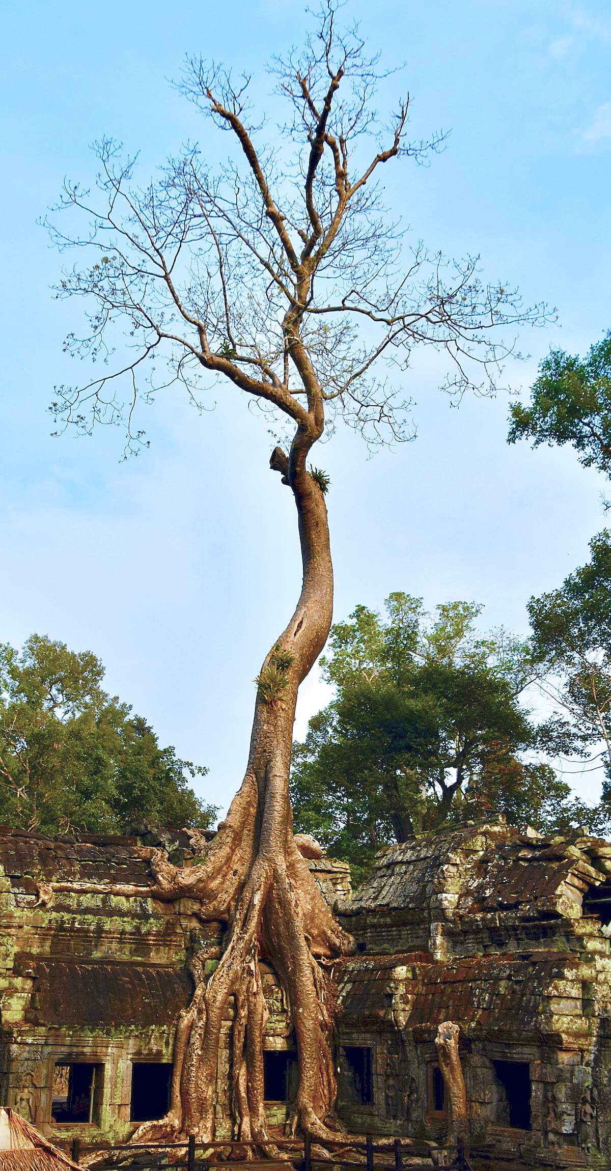 The Tomb Raider Tree