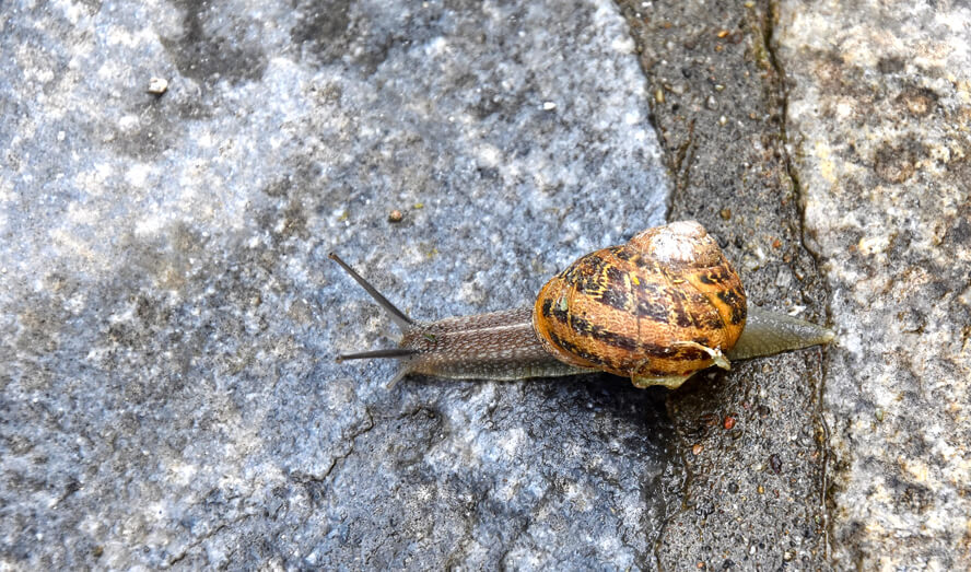 Snails Come out after the Rain. Basilica of Saint John, Selcuk, Turkey.