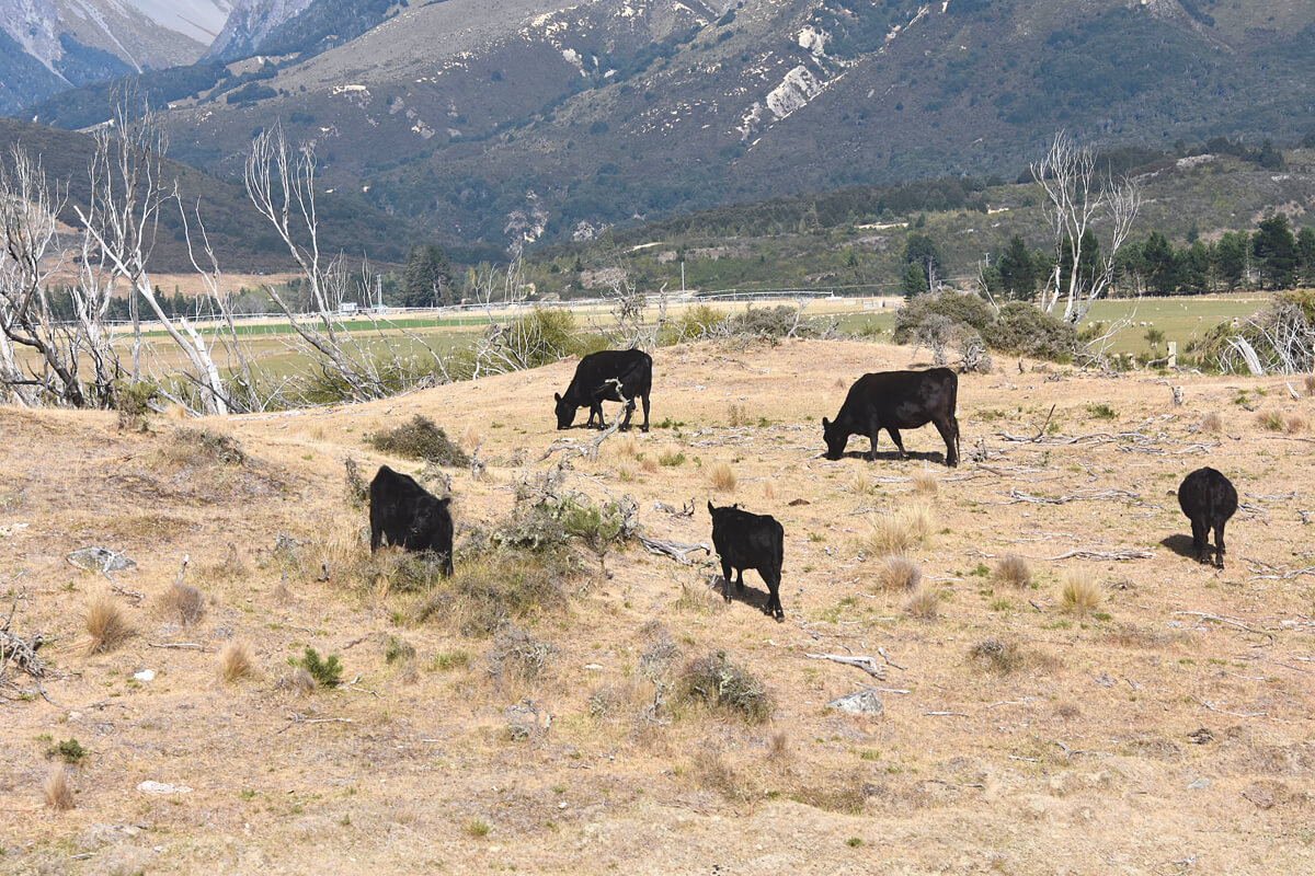 Beef Cattle Roaming Free
