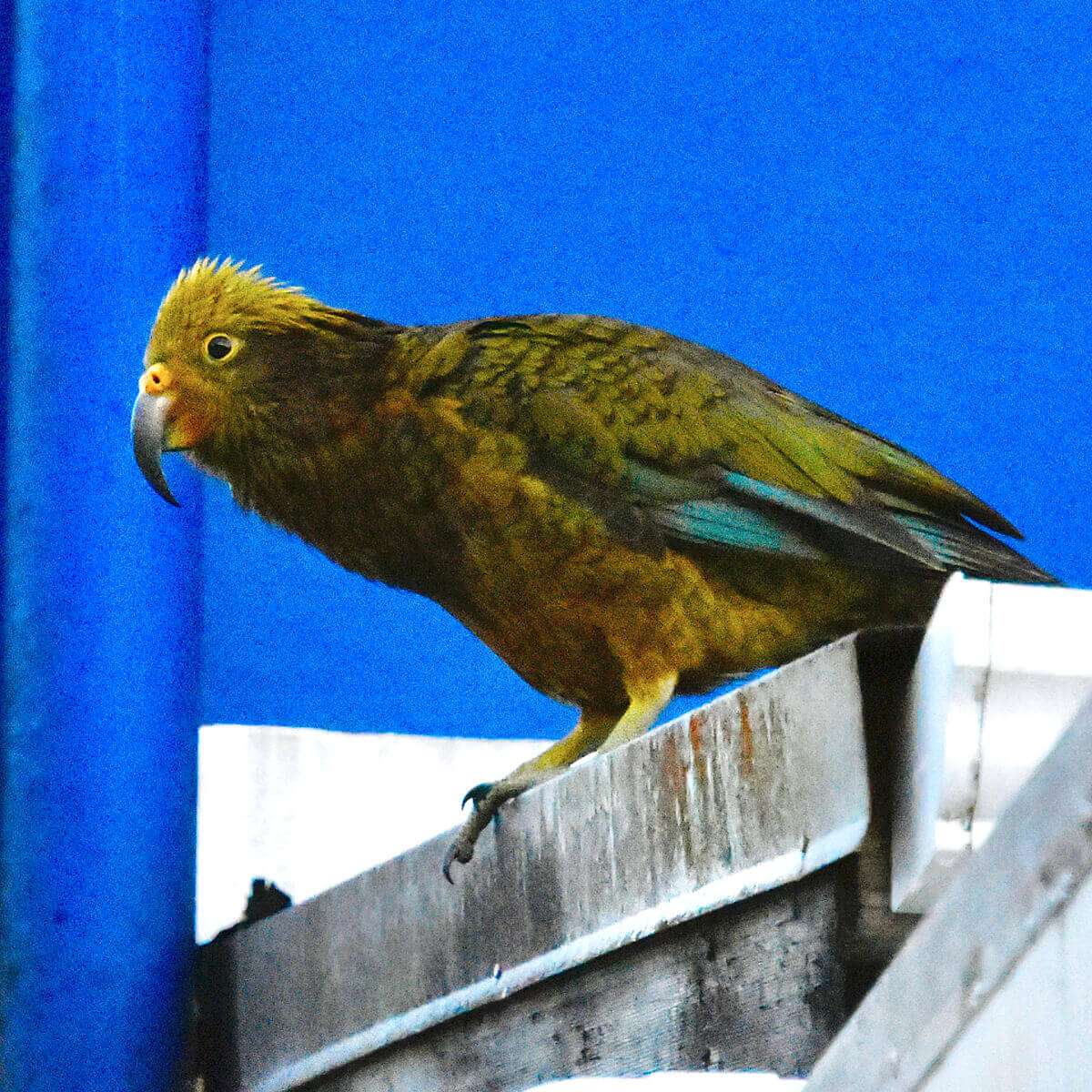 Kea, Franz Josef