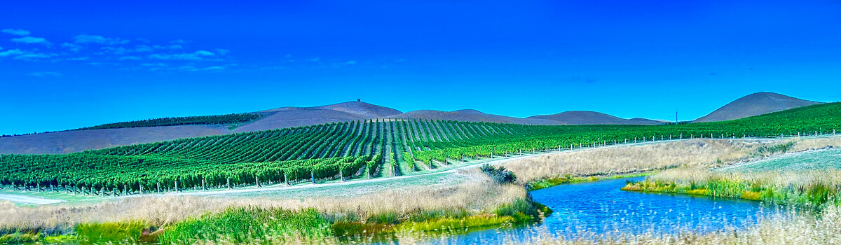 Vast Sauvignon Blanc Vines, Marlborough