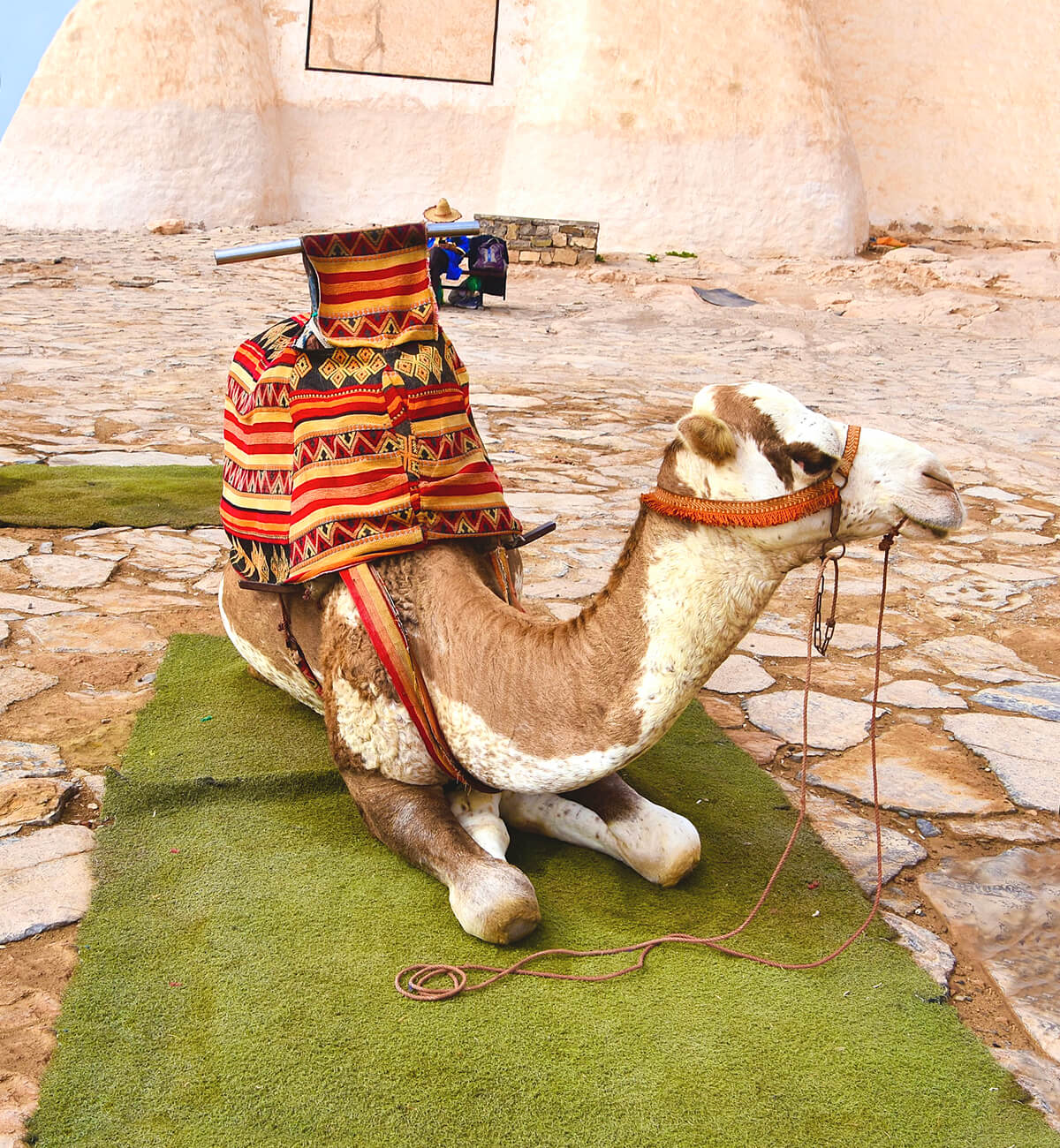 Brindled Camel